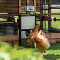Kycklinglucka för hönshus - Chicken Guard